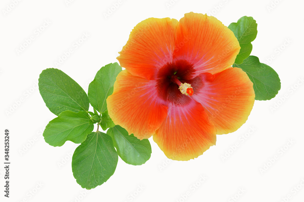 Orange Hibiscus on white background with path Stock Photo | Adobe Stock