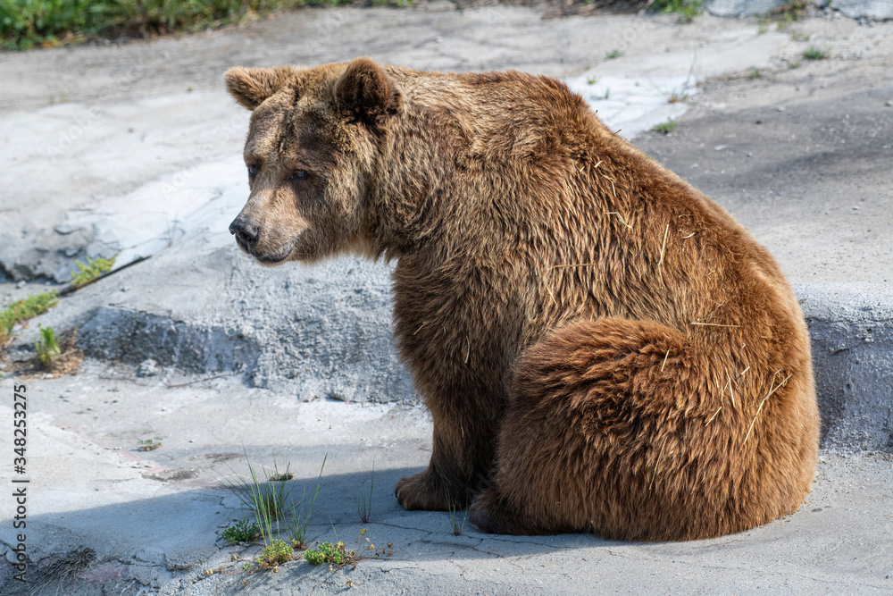 Fototapeta premium Eurasian brown bear (Ursus arctos) also known as the European brown bear.