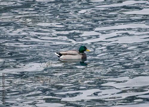 Dabbling duck with green head and yellow beak floating on ripple sea