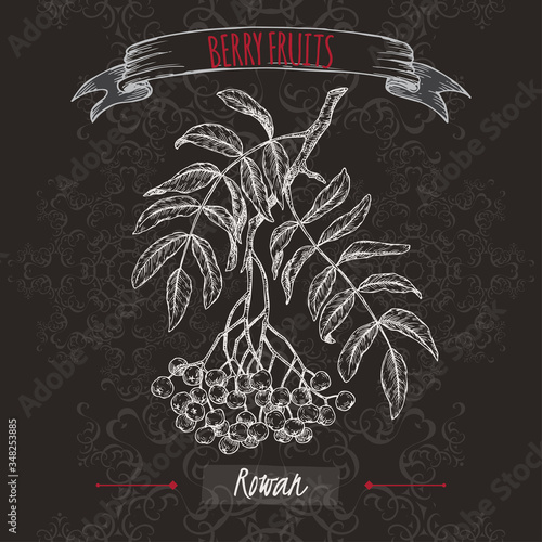 Rowan aka Sorbus aucuparia branch sketch on black background. Berry fruits series.