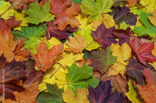 Full frame image of the bright colorful maple leaves, close up view. Natural botanical texture, wallpaper or background for autumn