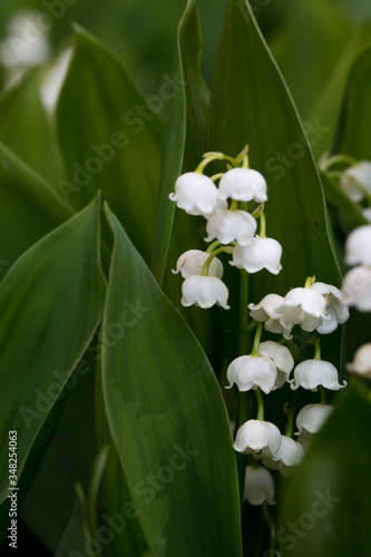 Kwitnące źródła konwalie białe kwiaty i zielone liście