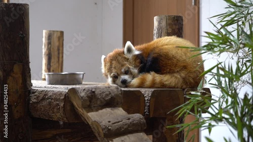 Sleepy red panda in the zoo