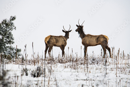 Two Elk in Winter