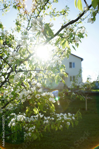 Blooming pear tree on a background of the house
