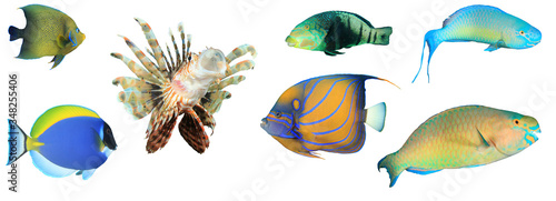 Sea fish isolated. Collection of reef fish cutout on white background. Angelfish, Wrasse, Lionfish, Surgeonfish and Parrotfish
