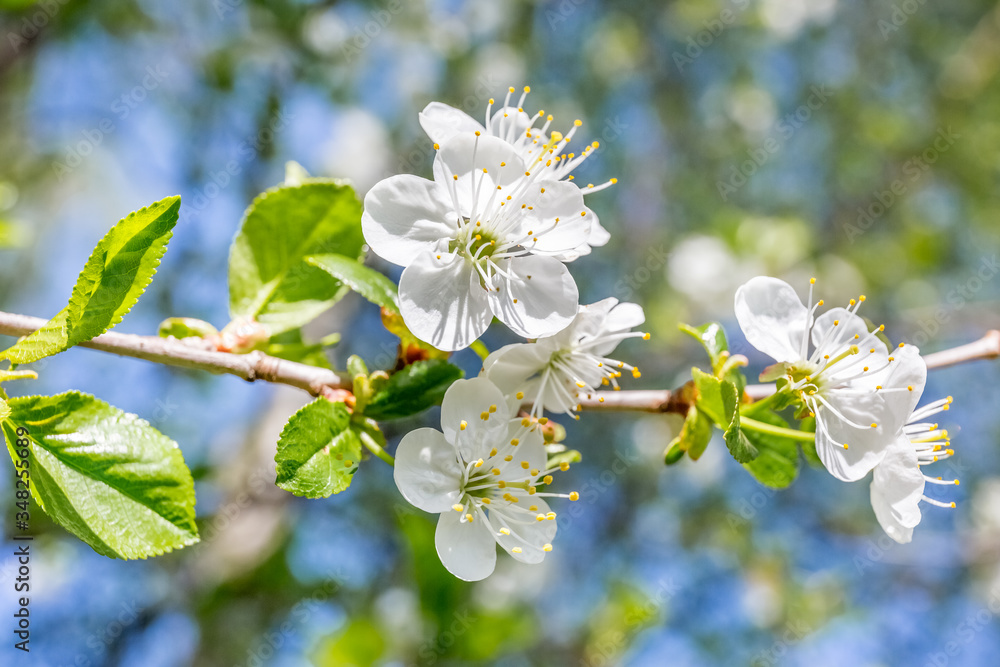 White cherry blossoms in spring White cherry blossoms in spring