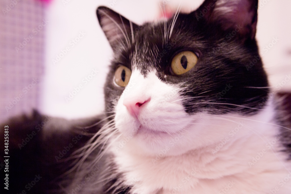 Black and white cat with alert expression Black and white cat with alert expression