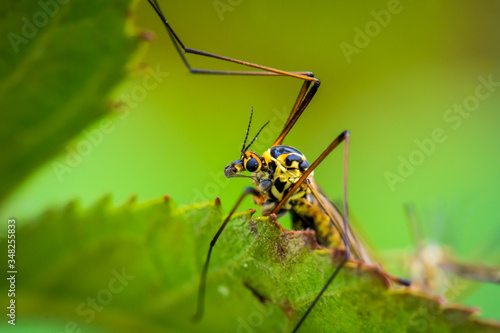 Insect mating on a strawberry leaf. © WI