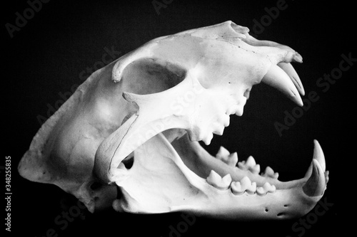 Fototapete Dead mammal animal skull