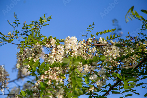 Robinia pseudoacacia in piena fioritura