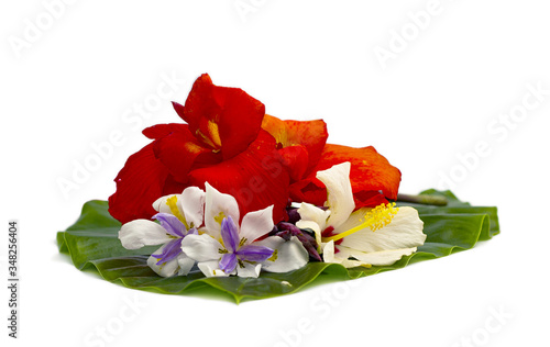 red and yellow flowers on green leaf backdrop