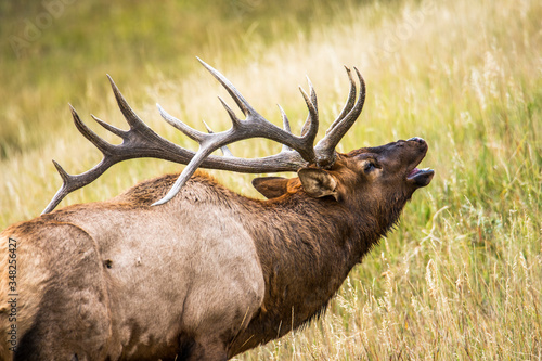 Bull Elk Bugle