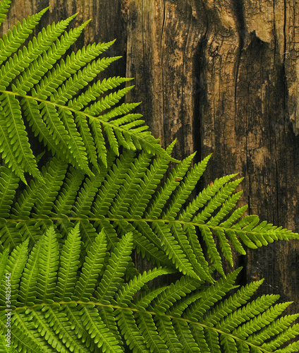green fern leaves on branch natural backdrop