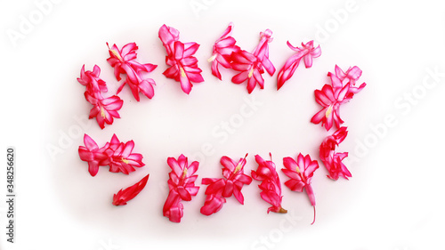 pink flower border on white backdrop 