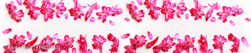 Scattered flowers spread out wide frame pink colorful