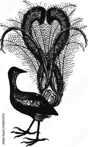 Australian lyrebird, Vector Drawing of a 19th century engraving