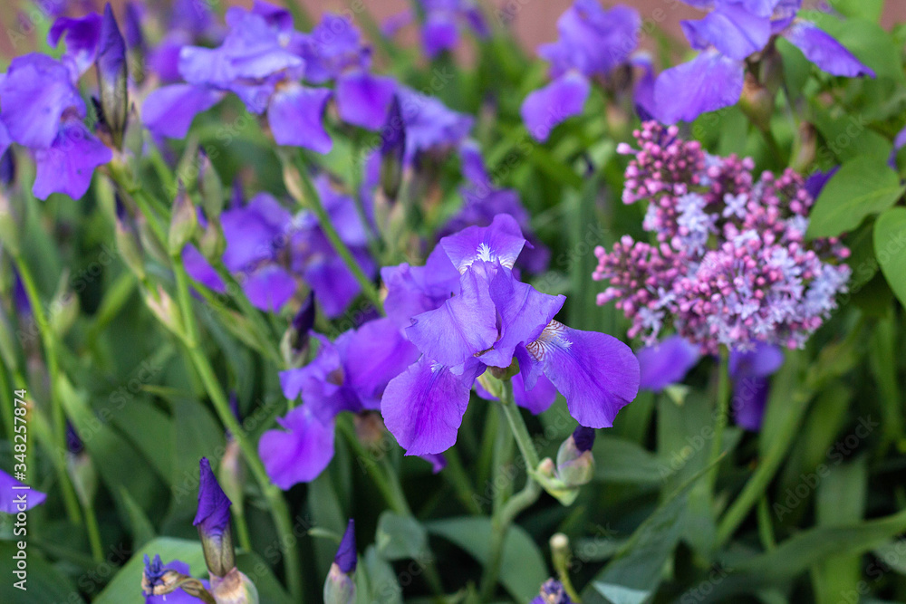 violet iris flowers on a flower bed in the park violet iris flowers on a flower bed in the park