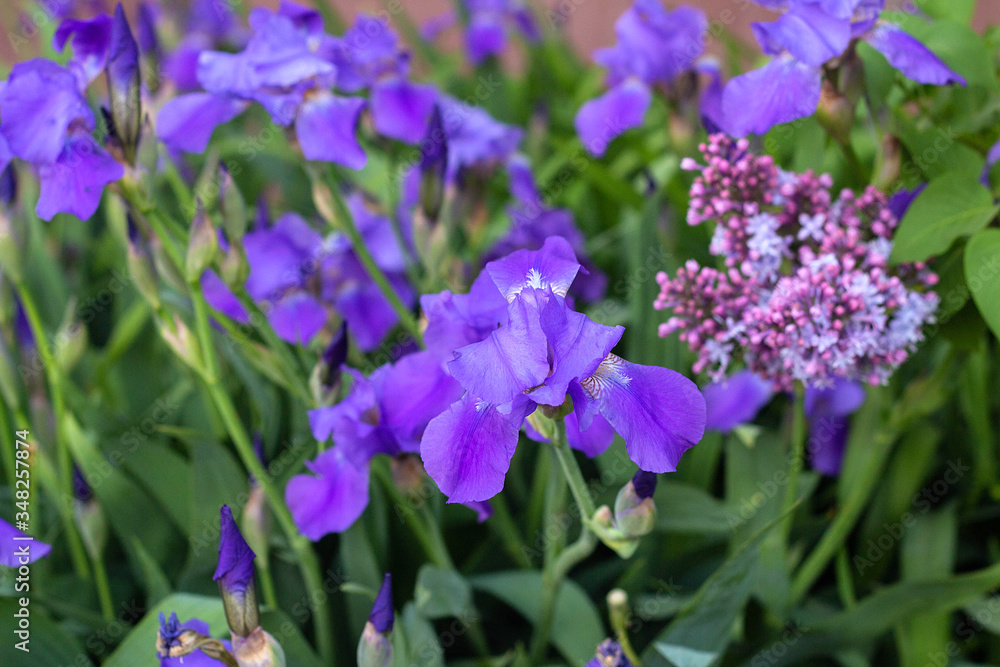 violet iris flowers on a flower bed in the park