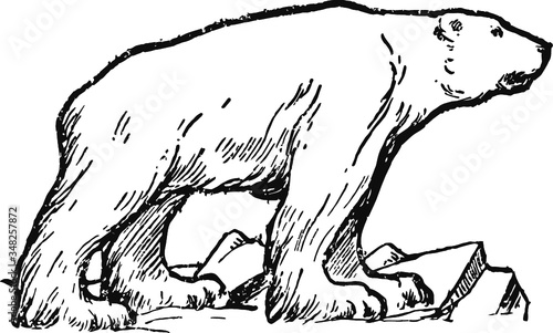 polar bear, Vector Illustration of a 19th century engraving