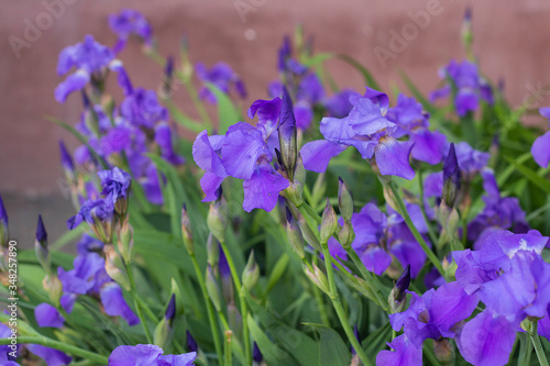 violet iris flowers on a flower bed in the park