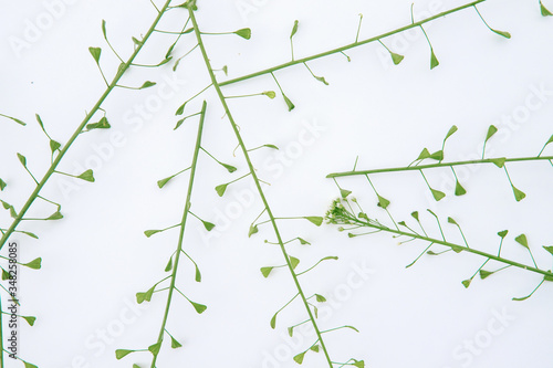 composition of grass on a white background. Floral spring background. Flat lay.