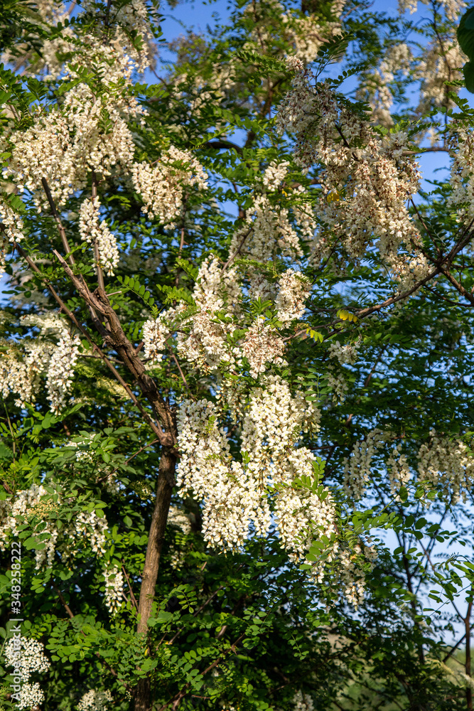 Fototapeta premium Robinia pseudoacacia in piena fioritura