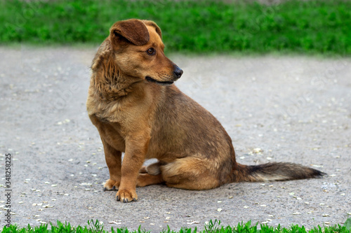 Wallpaper Mural dog sits on the sidewalk waiting and looks away Torontodigital.ca