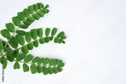Green leaf on a white background, composition. Floral spring background. Flat lay, space for text.