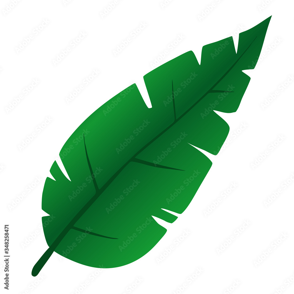 Tropical leaf on an isolated background, green plant, botanical illustration, floral design, Plumeria, Gardenia, Rubiaceae. Vector typography for home decor, kids rooms, pillows, mugs Tropical leaf on an isolated background, green plant, botanical illustration, floral design, Plumeria, Gardenia, Rubiaceae. Vector typography for home decor, kids rooms, pillows, mugs