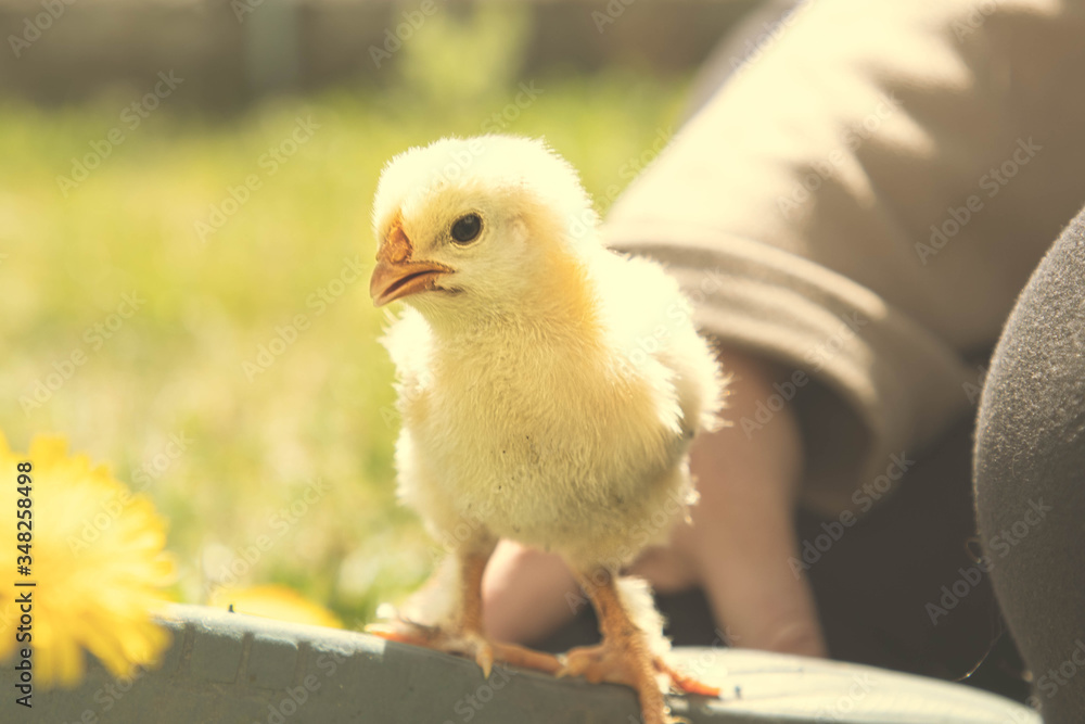 Obraz premium Küken