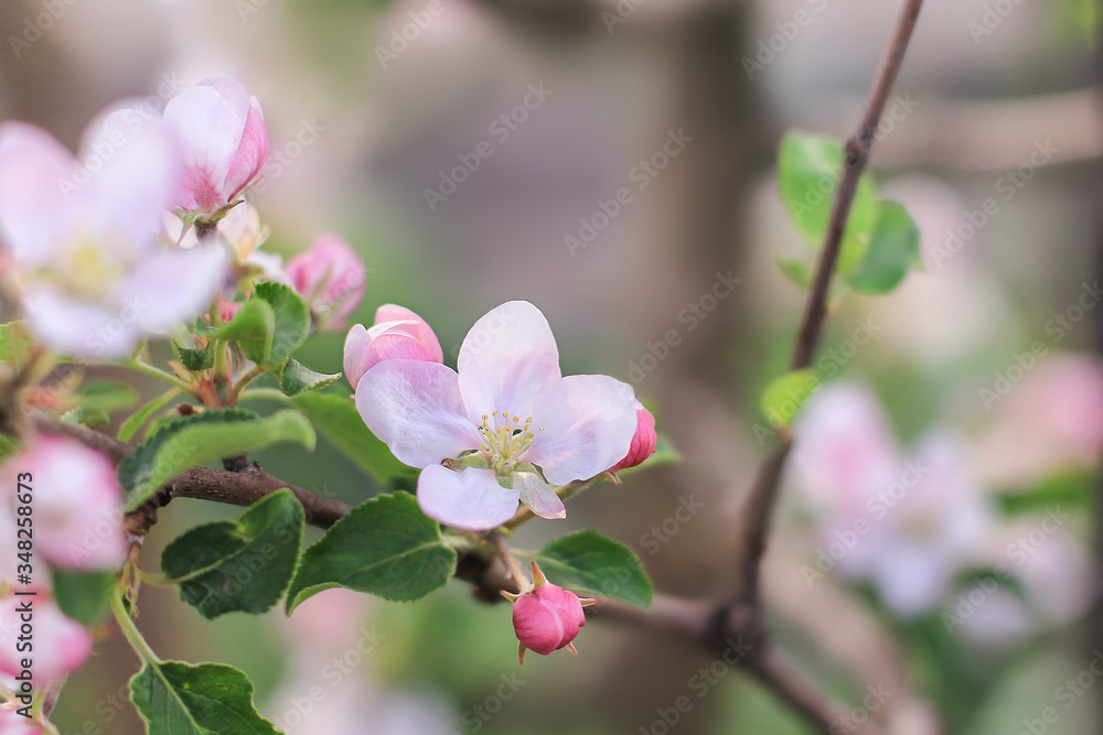 Pink flowers of apple tree. Blooming apple tree. Delicate flowering in the spring. Pink flowers of apple tree. Blooming apple tree. Delicate flowering in the spring.