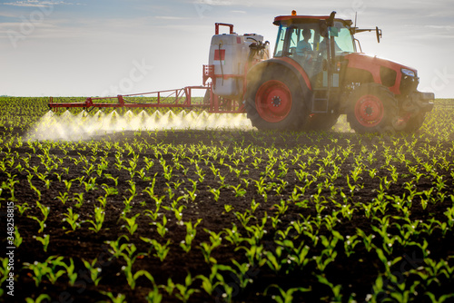 Tractor spraying young corn with pesticides photo