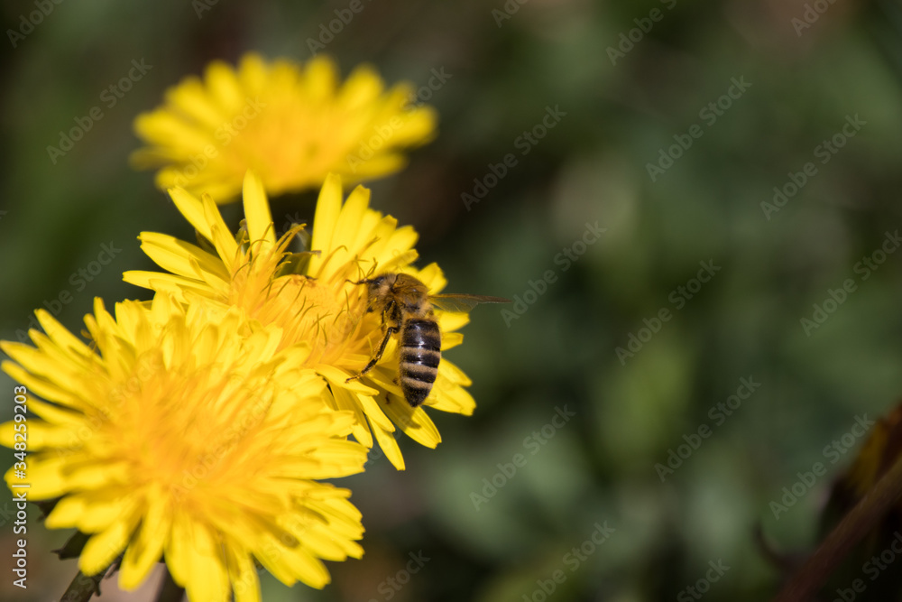 Honigbiene auf einer Löwenzahnblüte Honigbiene auf einer Löwenzahnblüte