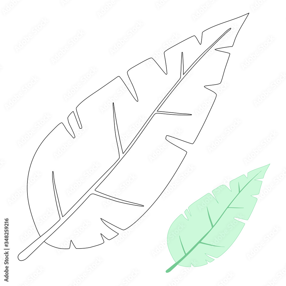 Tropical leaves hand drawn vector sketches set. Exotic plant, black ink illustrations. Outline floral design, plumeria, palm trees, ficus, fern. Monochrome floral postcard design elements for coloring Tropical leaves hand drawn vector sketches set. Exotic plant, black ink illustrations. Outline floral design, plumeria, palm trees, ficus, fern. Monochrome floral postcard design elements for coloring