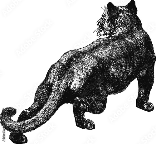 Black panther, Vector Illustration of a 19th century engraving