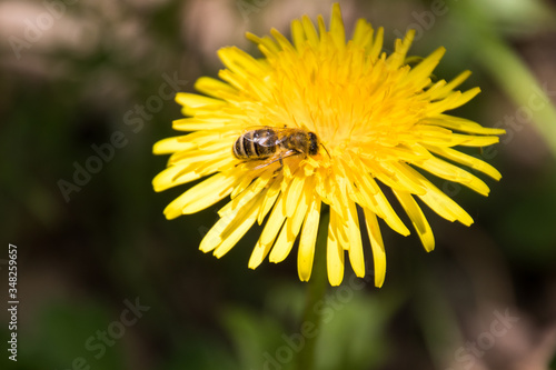 Honigbiene auf einer Löwenzahnblüte