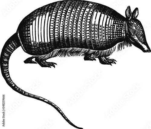 armadillo vector drawing, Vector Sketch of a 19th century engraving