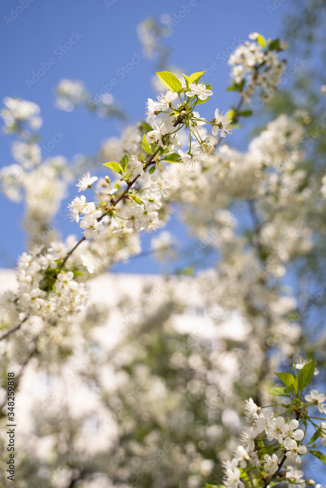 trees of apple, cherry, pear blossom in spring in a city park, garden