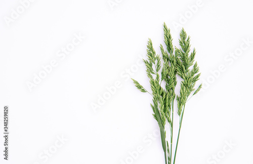 Green grass on a white background, composition. Floral spring background. Flat lay, space for text.
