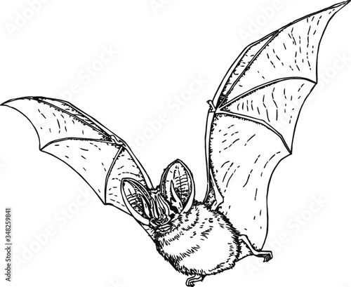 Flying vampire bat, Vector Illustration of a 19th century engraving
