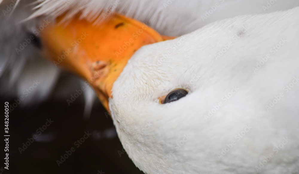 Fototapeta premium close up of a white duck
