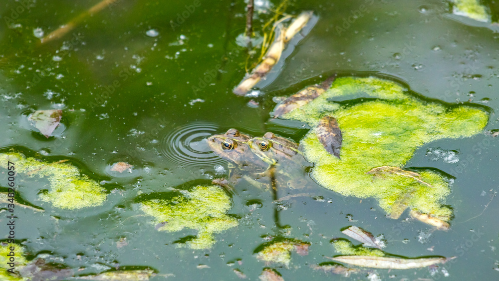 Fototapeta premium Photography of a couple of frogs copulating in the lake