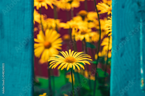 Fototapeta Naklejka Na Ścianę i Meble -  flower colorful post card concept picture yellow chamomile farm garden scenic view in wooden palisade frame work foreground