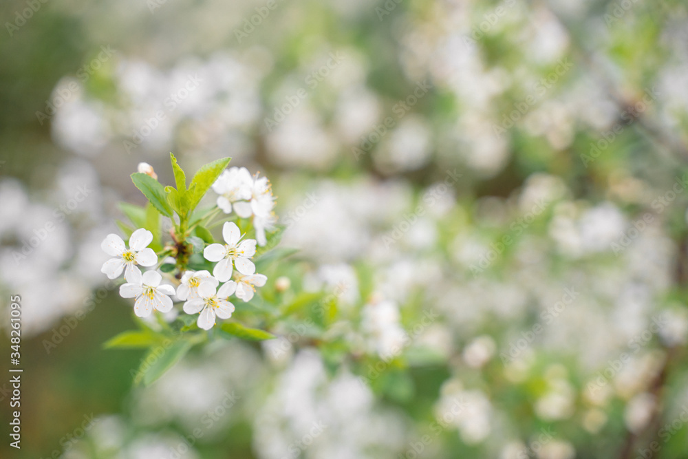 trees of apple, cherry, pear blossom in spring in a city park, garden