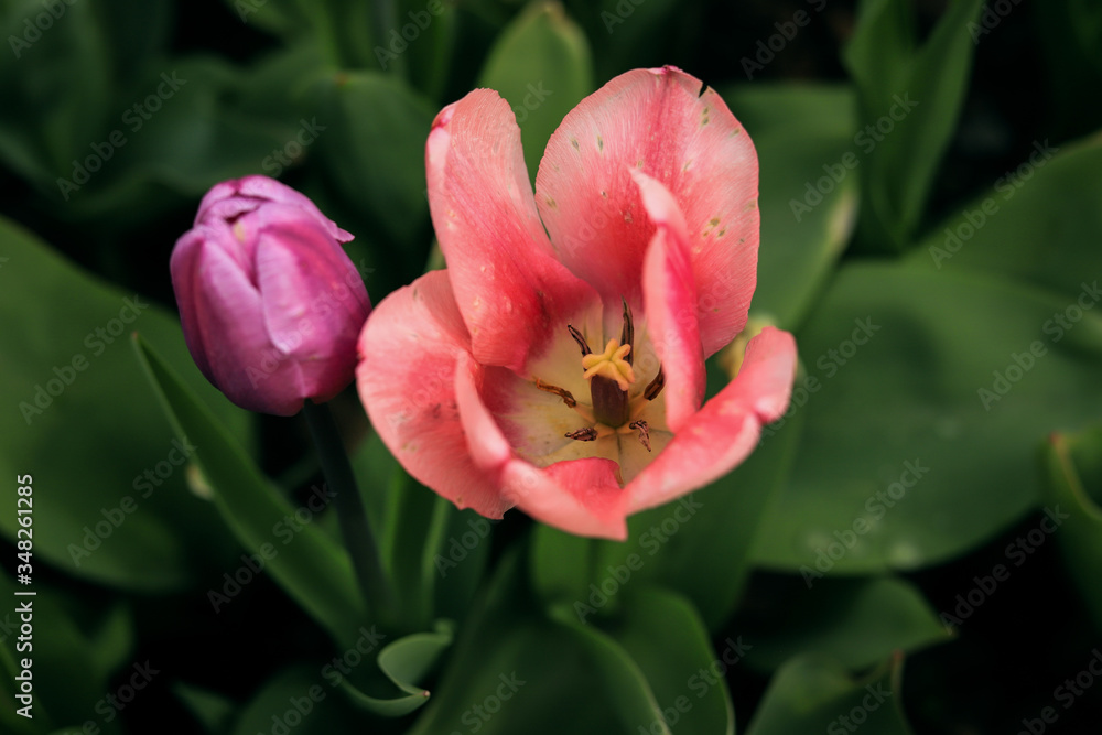 extremely beautiful pink tulips on a background of green leaves close up extremely beautiful pink tulips on a background of green leaves close up