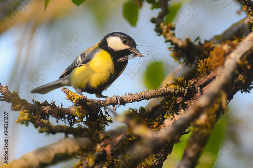 cinciallegra (Parus major) con imbeccata su ramo in primo piano