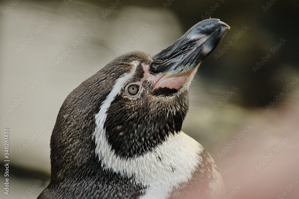 Naklejka premium Curious Penguin Looks Up for Food
