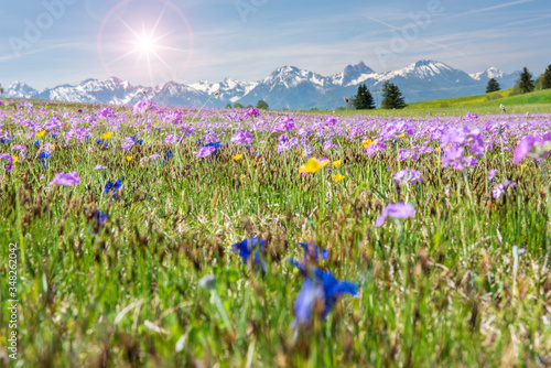 panoramic meadow with flowers and sunbeam at springtime