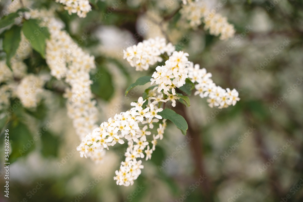 White flowers blooming bird cherry. Bird Cherry Tree in Blossom. Close-up of a Flowering Prunus Avium Tree with White Little Blossoms. Blooming Sweet Bird-Cherry Tree in Spring. Springtime concept. White flowers blooming bird cherry. Bird Cherry Tree in Blossom. Close-up of a Flowering Prunus Avium Tree with White Little Blossoms. Blooming Sweet Bird-Cherry Tree in Spring. Springtime concept.